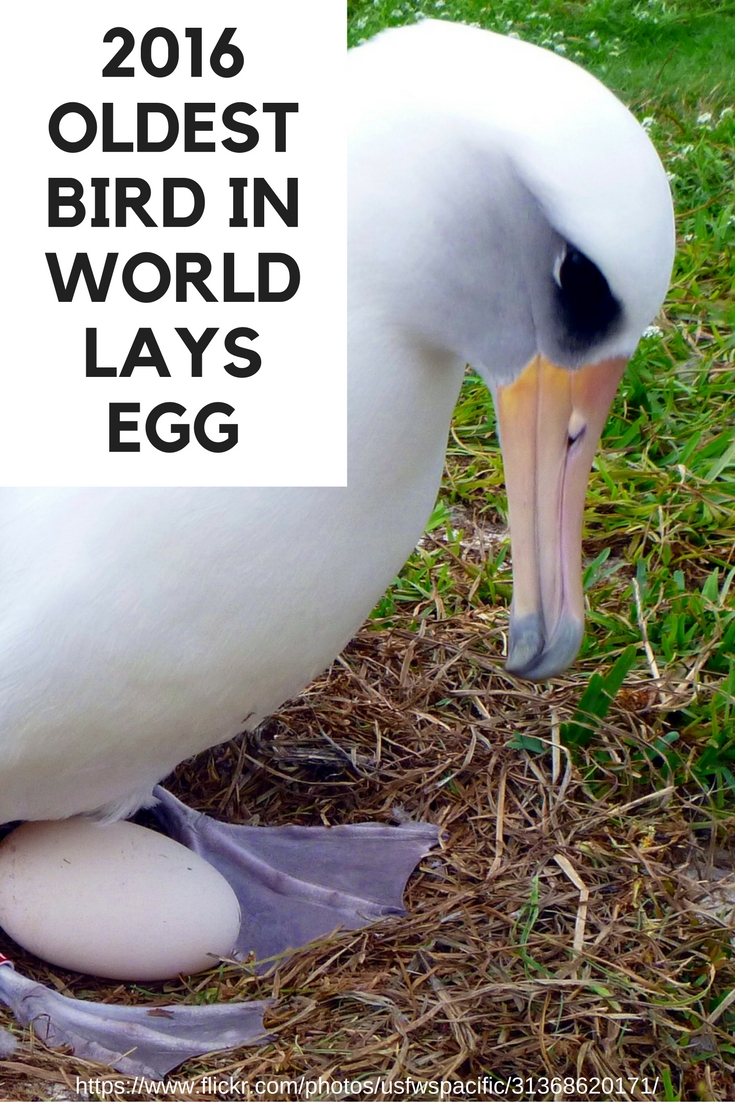 Oldest bird in world lays new egg at age 66. Read her story. | DarcyPattison.com