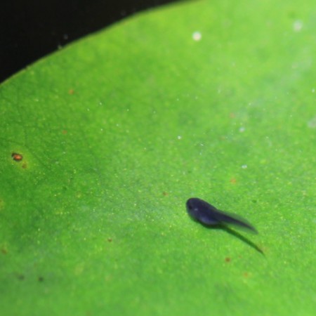 Close-up of the tadpole.