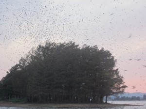 Purple Martins of Bird Island, Lake Ouachita, Arkansas